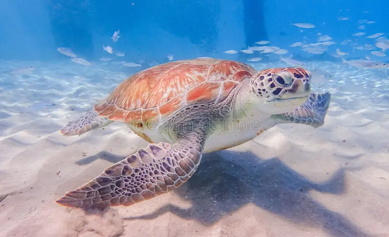 Fauna Marina di Cura&ccedil;ao