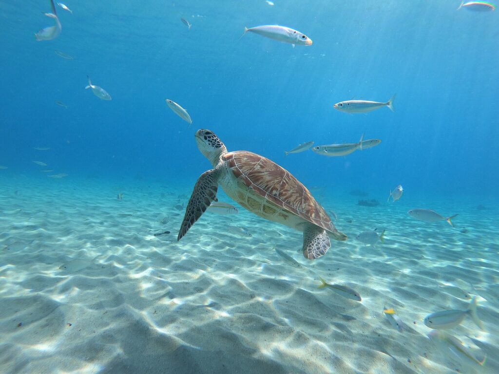 Tartarughe Marine a Curaçao